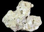 Wide Fossil Pectin (Chesapecten) Cluster - Virginia #67740-1